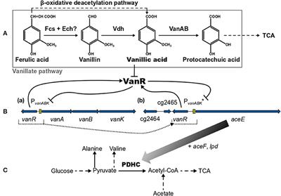 A Timed Off-Switch for Dynamic Control of Gene Expression in Corynebacterium Glutamicum